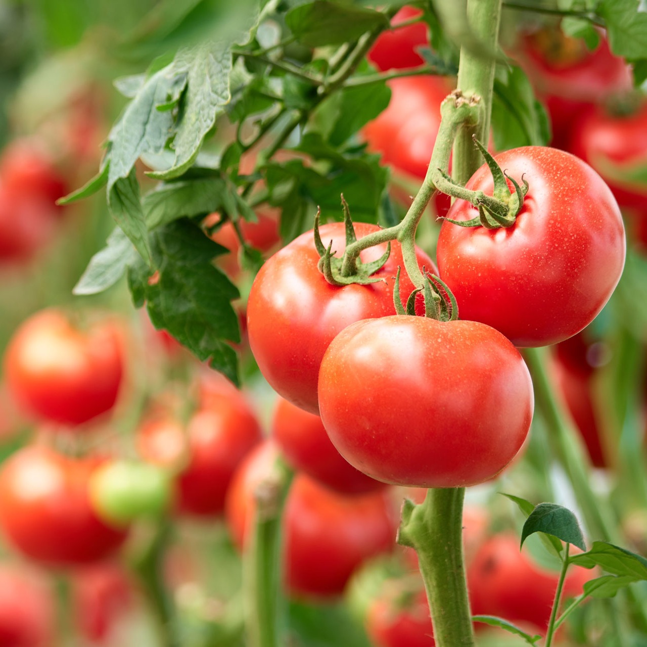 gespannen Laat je zien Permanent Tomaten kweken doe je zo: een complete gids - Aveve
