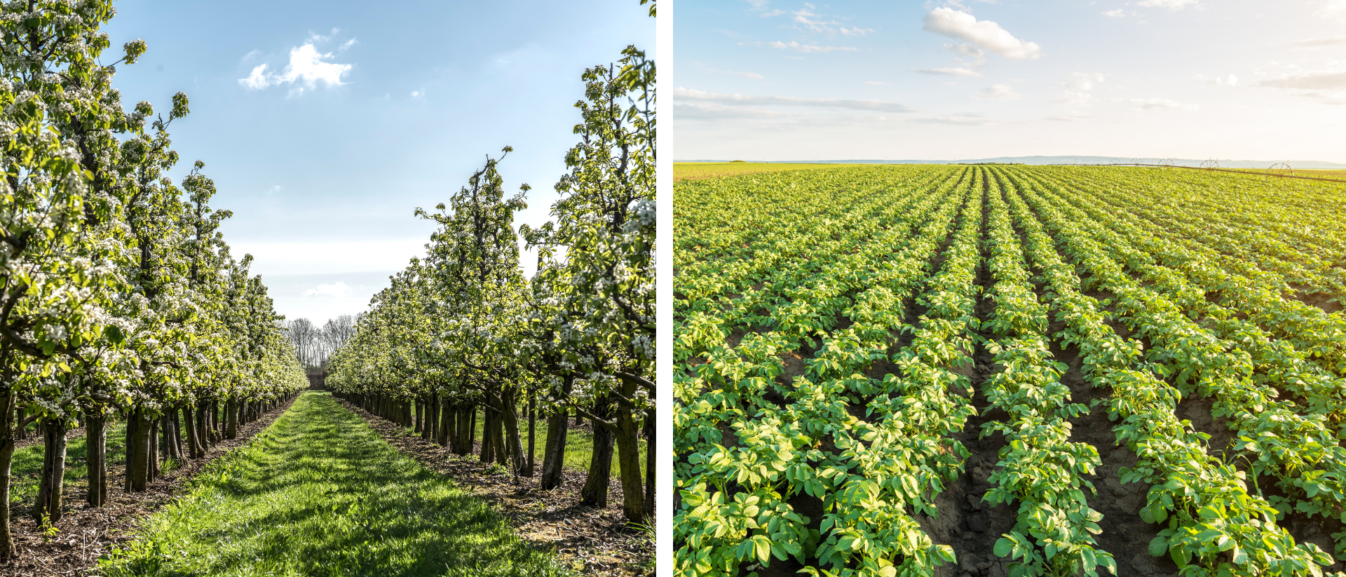 Uw specialist in fruitteelt en landbouw