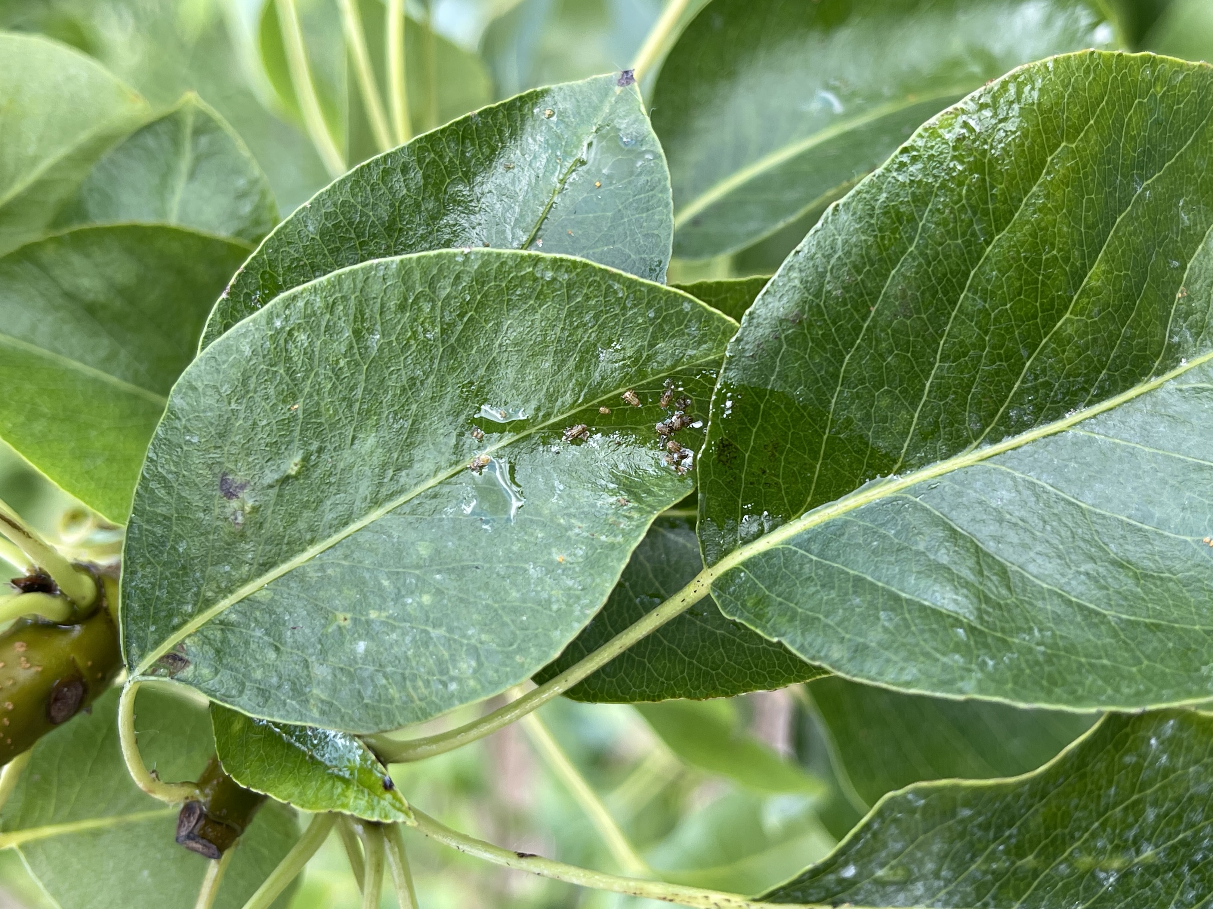 Hermoo_Orocide Plus: breed inzetbaar alternatief in een veranderend middelenpakket