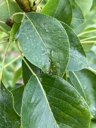 Hermoo_Orocide Plus: breed inzetbaar alternatief in een veranderend middelenpakket