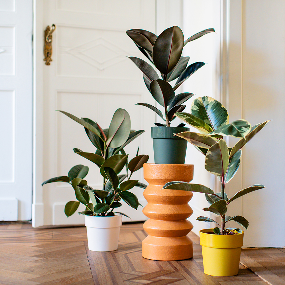 Afbeelding van 3 rubberbomen in gekleurde potten - Aveve