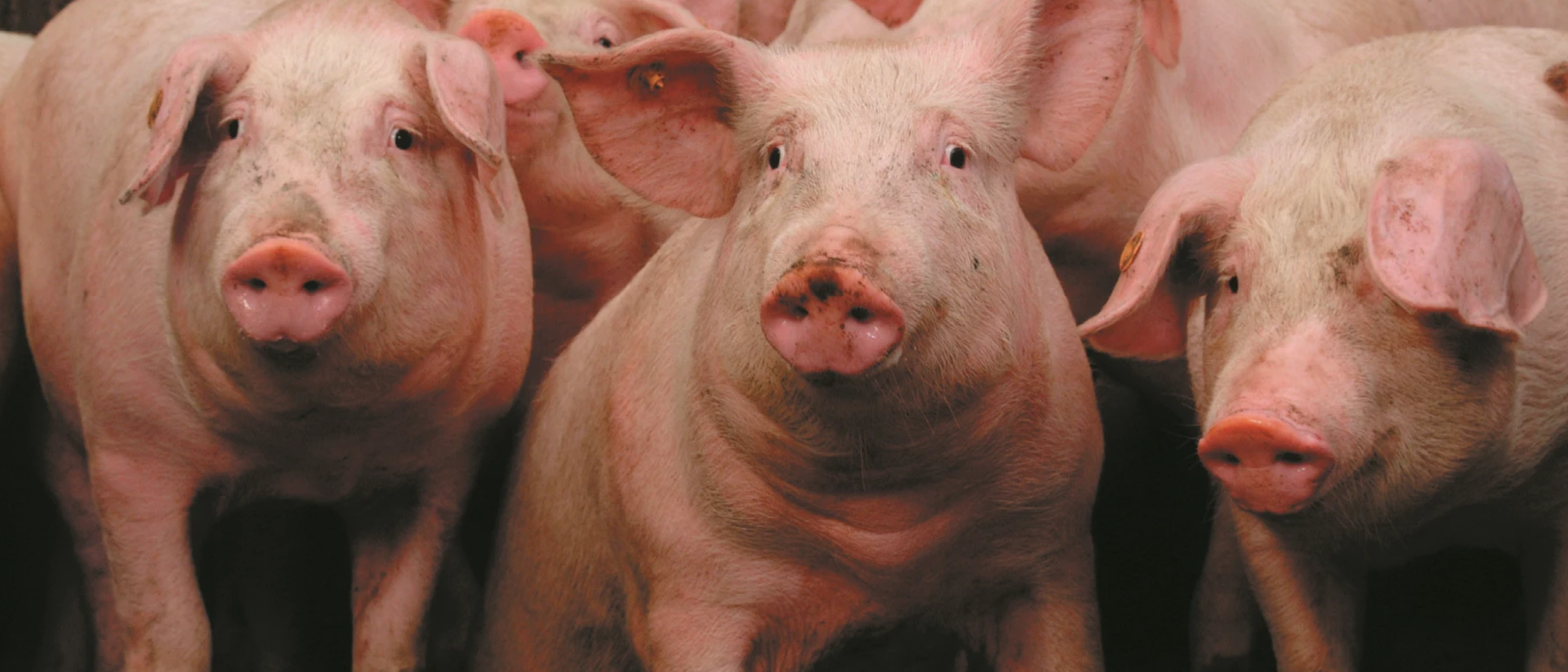 Vleesvarkens banner 1 1920x823px