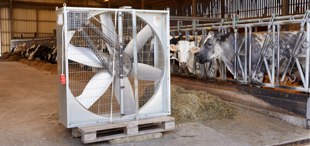 Vleesvee hittestress 968x455px