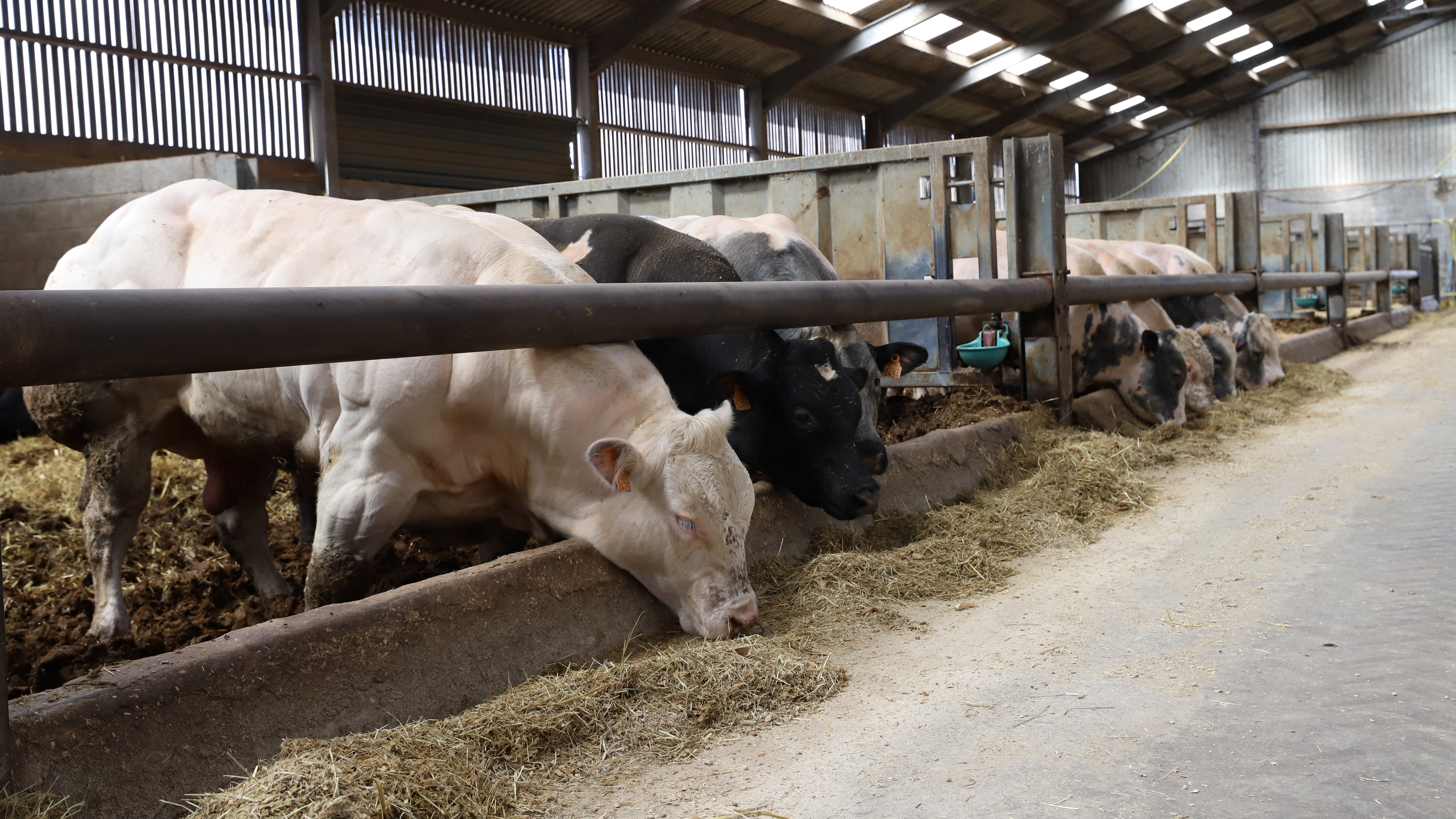 VV_Hittestress_Voeding