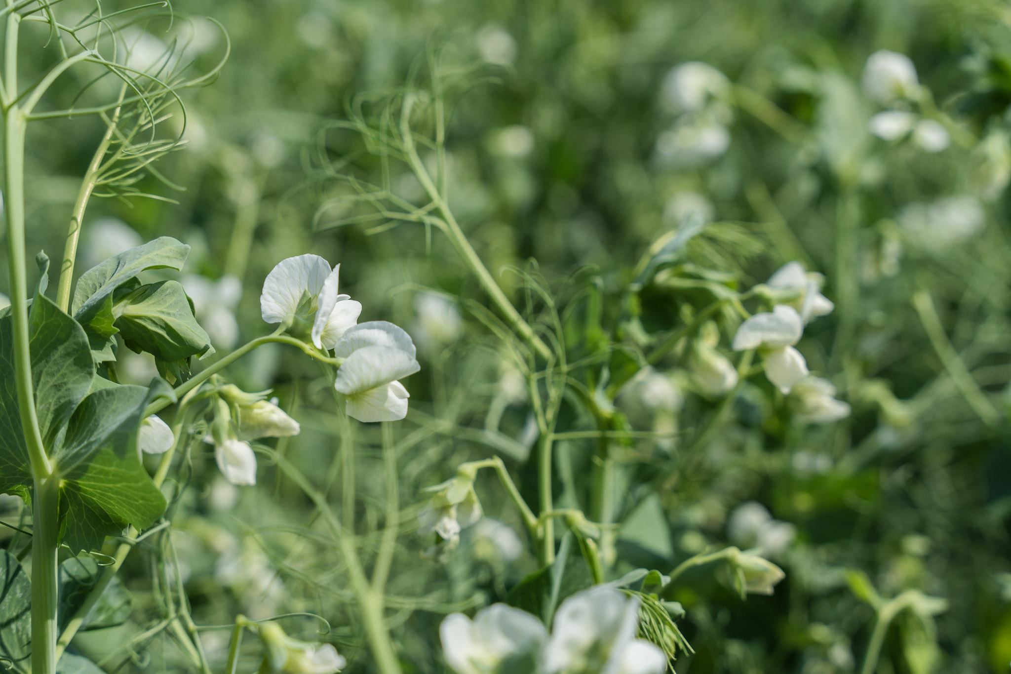 5 Reasons Why Every European Bakery Producer Should Integrate Nuverta Pea Protein and Pea Starch 