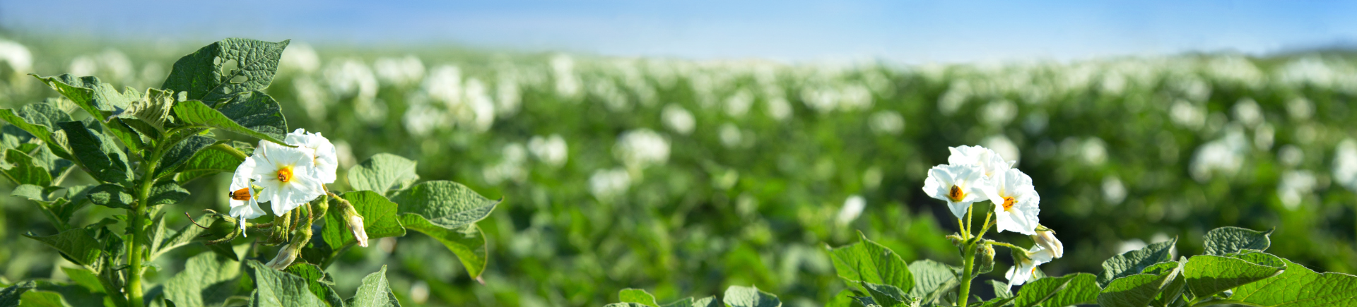 05.06.2026_Nieuwsbrief_AH_Groeiondersteuning met Optima Vigor + en Optima Root 