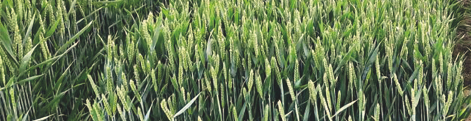 KWS Sabrum image & text