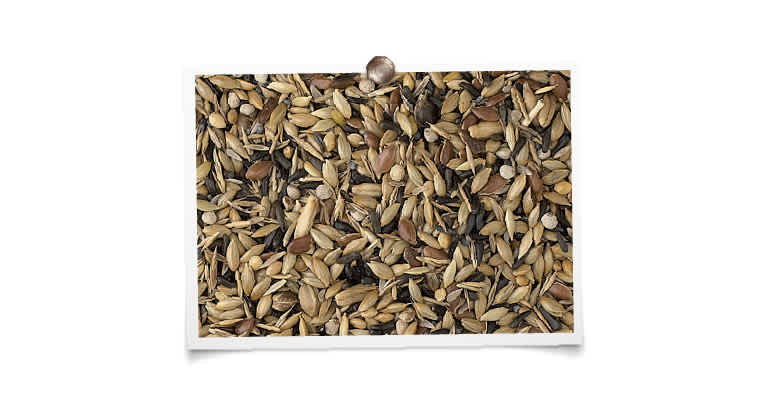 foto mengeling King Kanarie kweek zonder raapzaad “luxe”