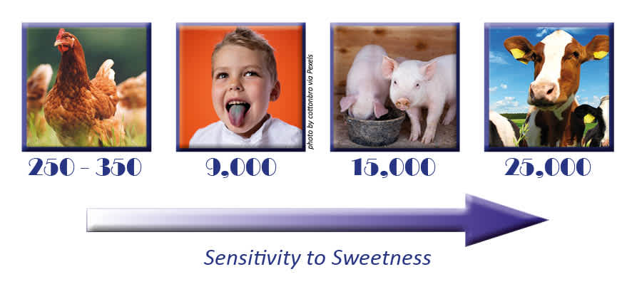 Sensitivity to sweetness is underpinned by the number of taste buds