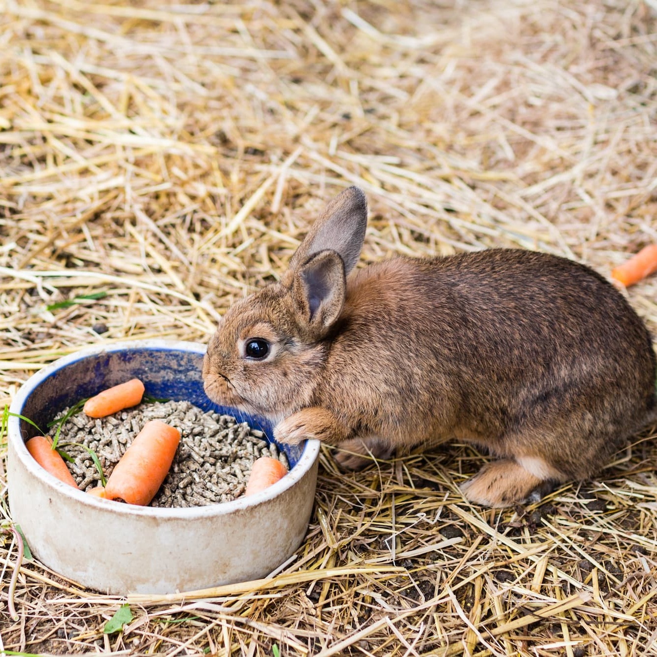 Voedsel in konijnenverblijf – Aveve