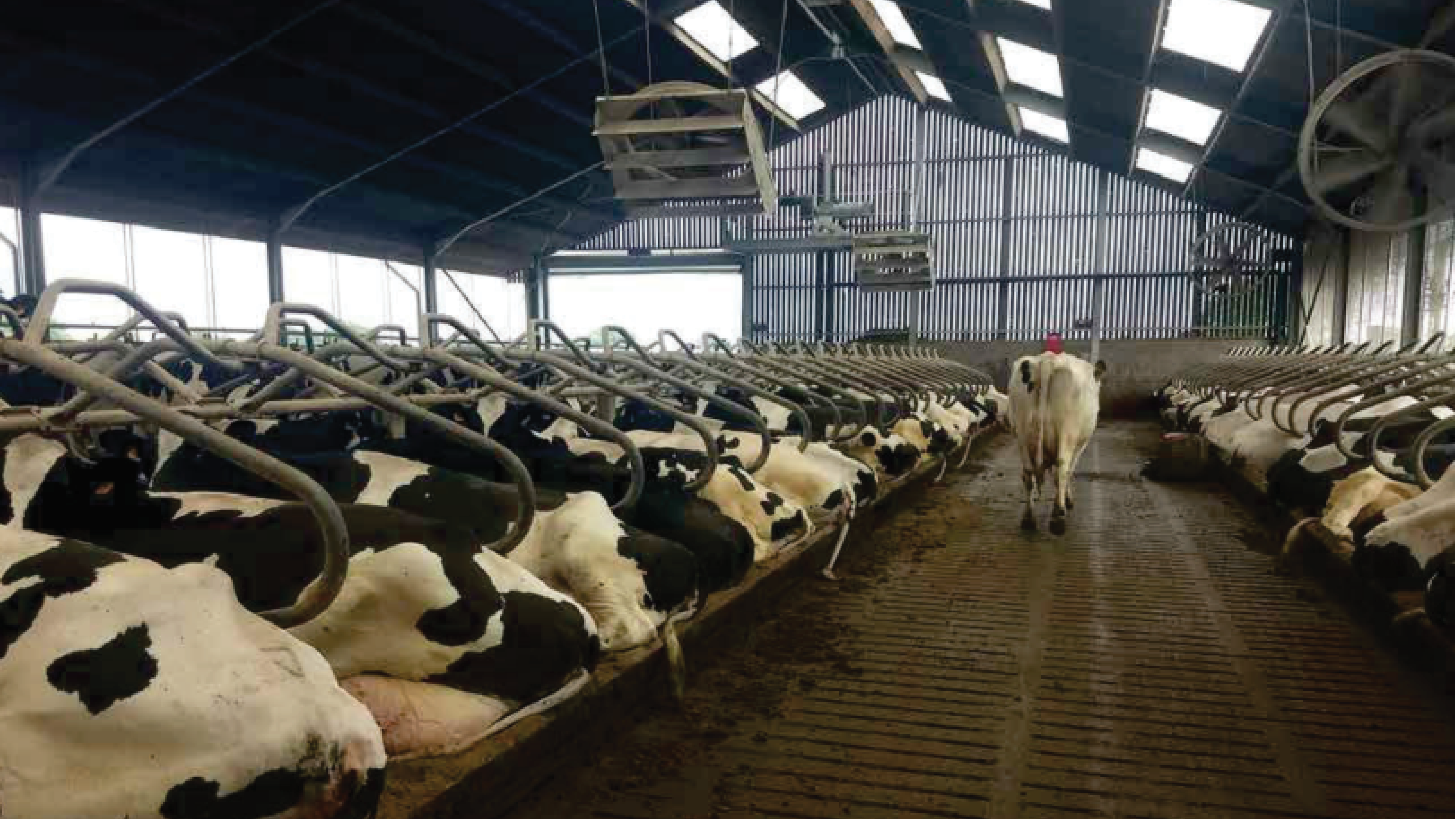 Droogstand bij melkkoeien verdient extra aandacht