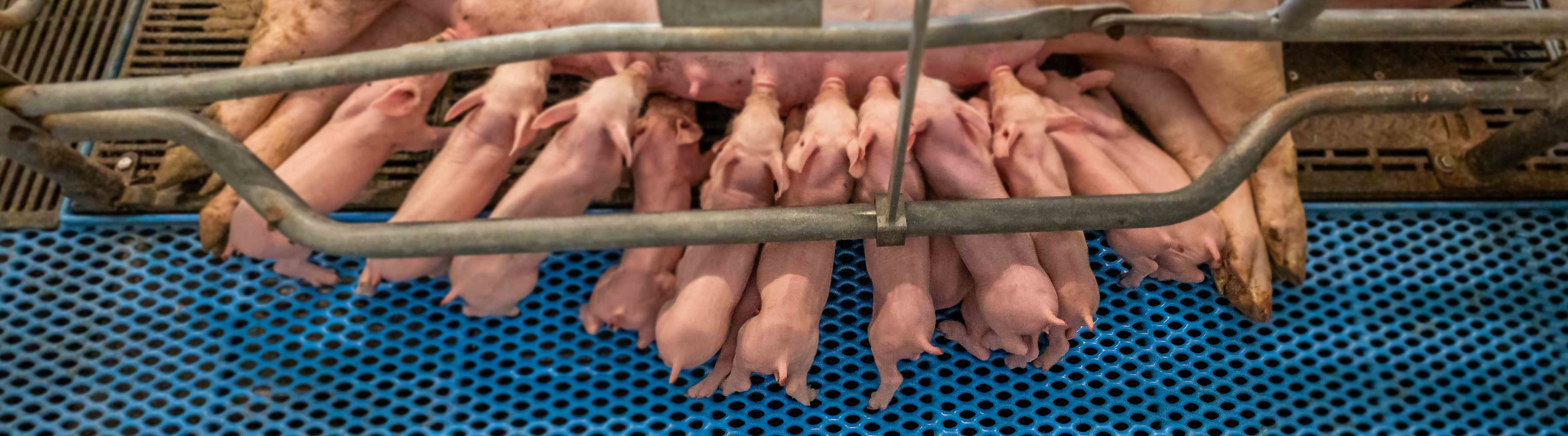 porcelets à la mamelle