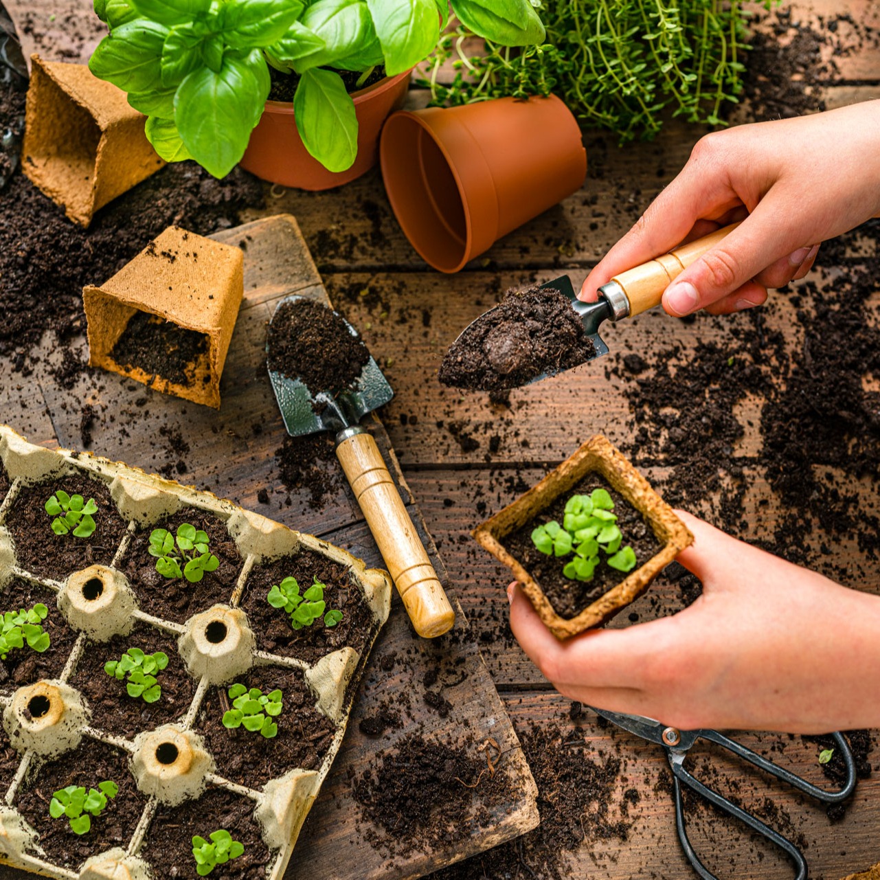 Afbeelding van jonge kiemplantjes in kweekpotjes - Aveve