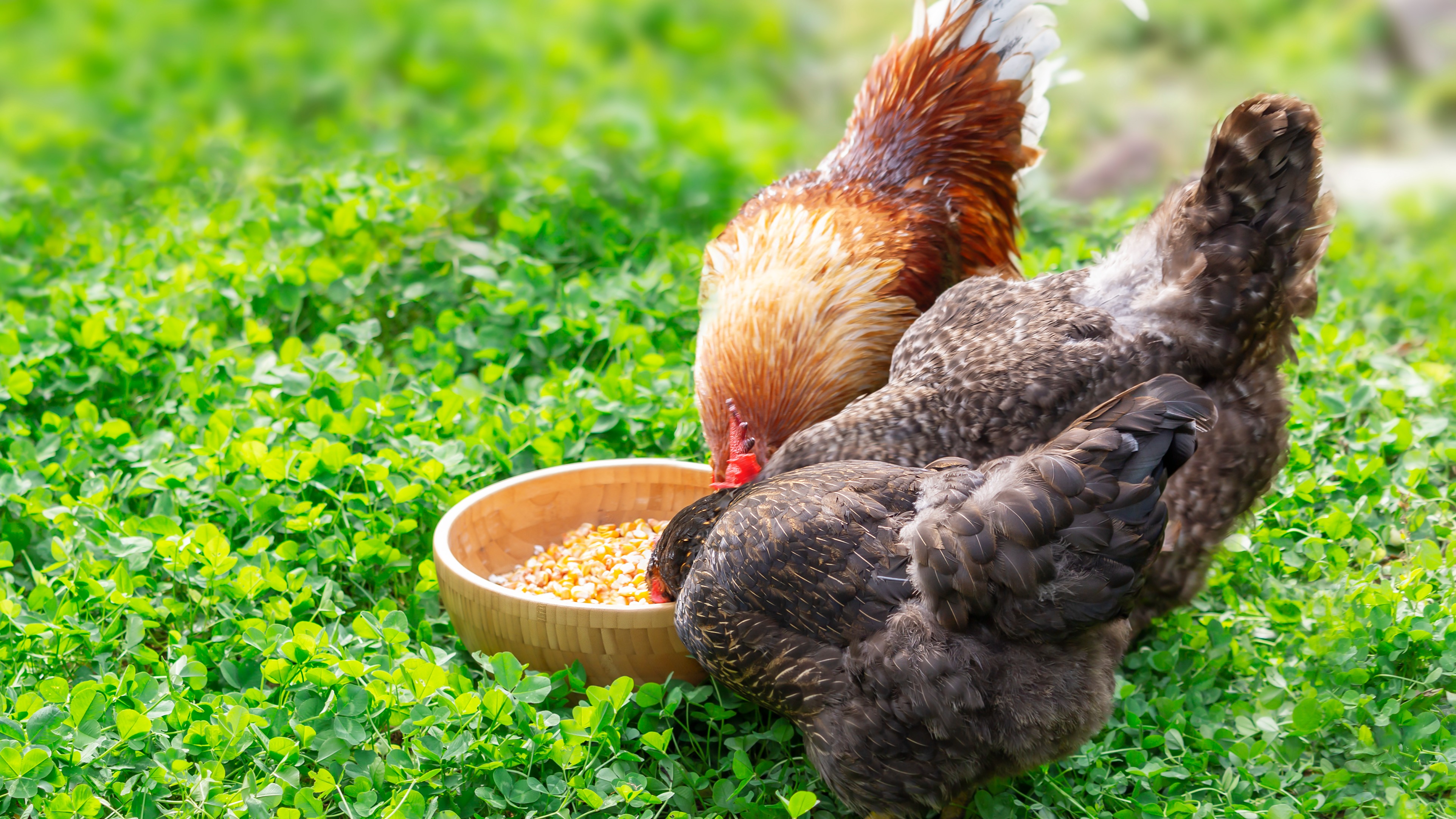 Alles voor kippen aveve voeder- en drinkbakken