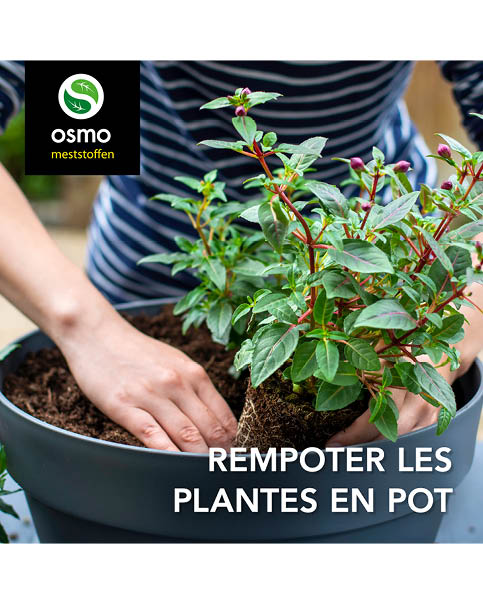 Potplanten verplanten