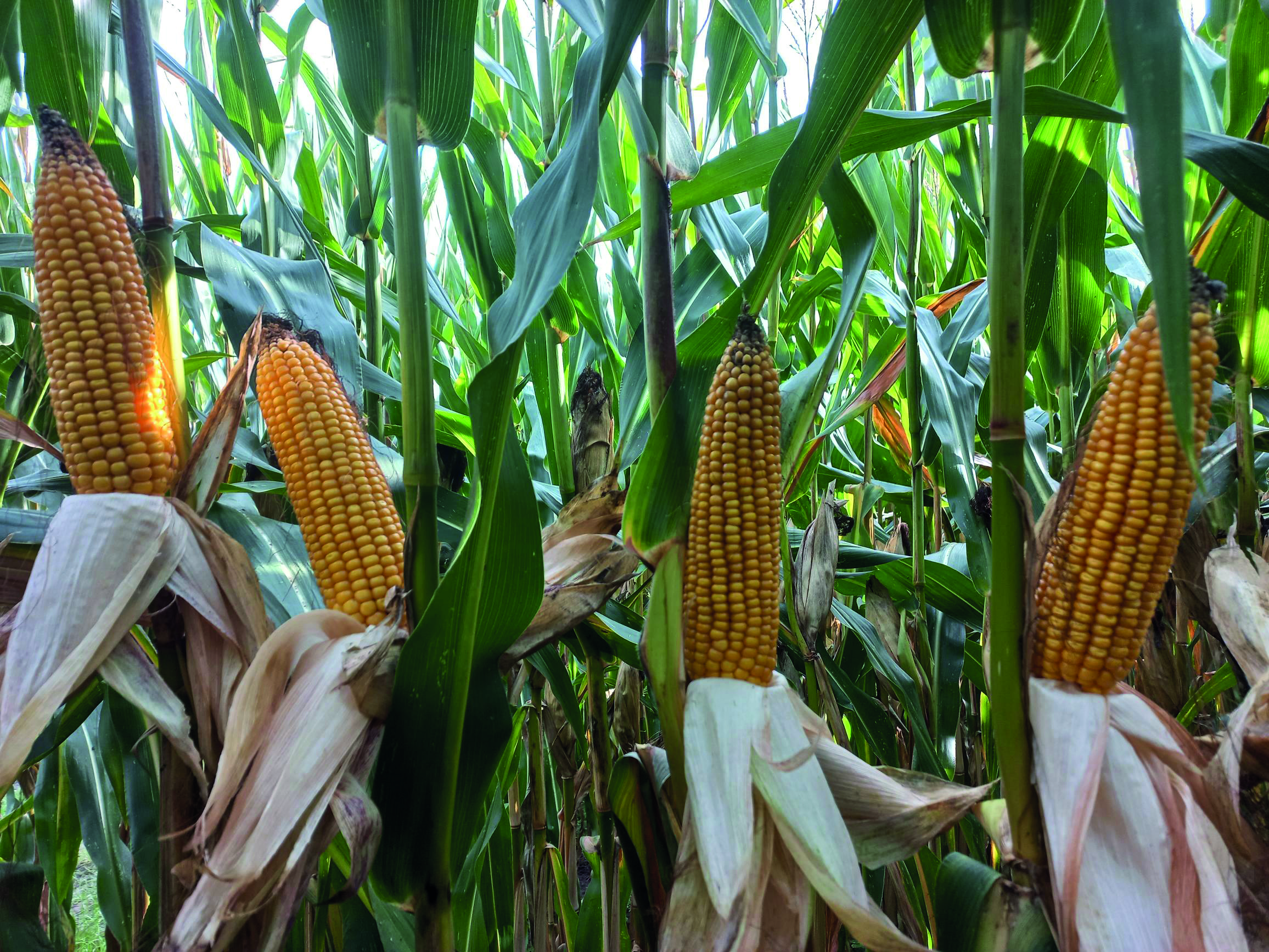 Maïs