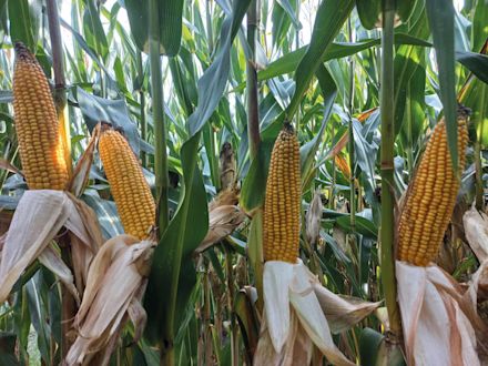 Maïs