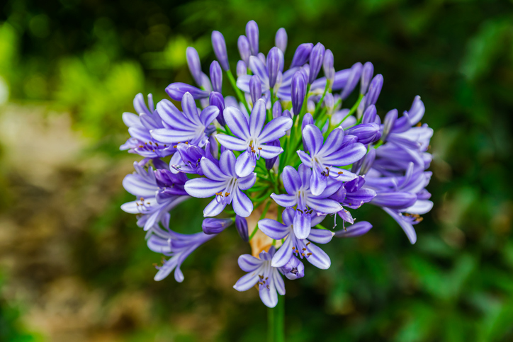 image: Agapanthus 