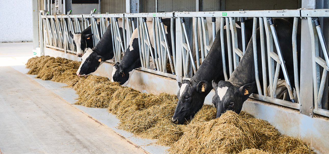 Melkvee transitie & droogstand 968x455px