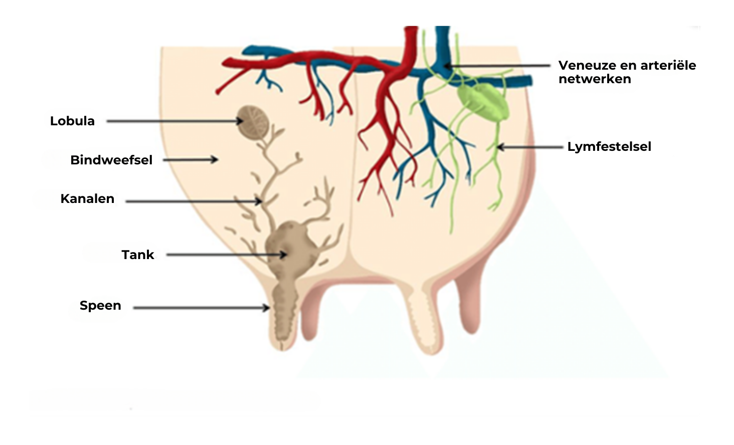 illustratie over de uiergezondheid van een koe