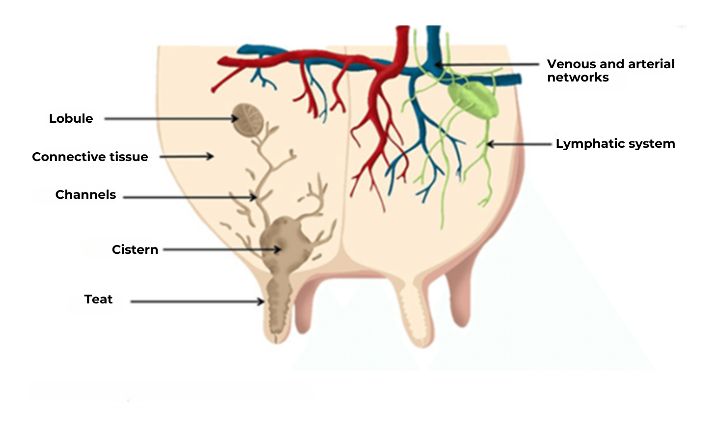 illustration on the udder health of a cow