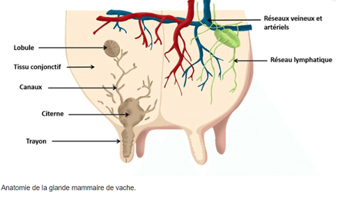 illustratie over de uiergezondheid van een koe