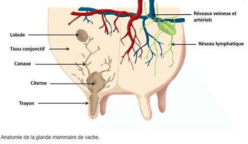 illustration sur la santé de la mamelle d'une vache