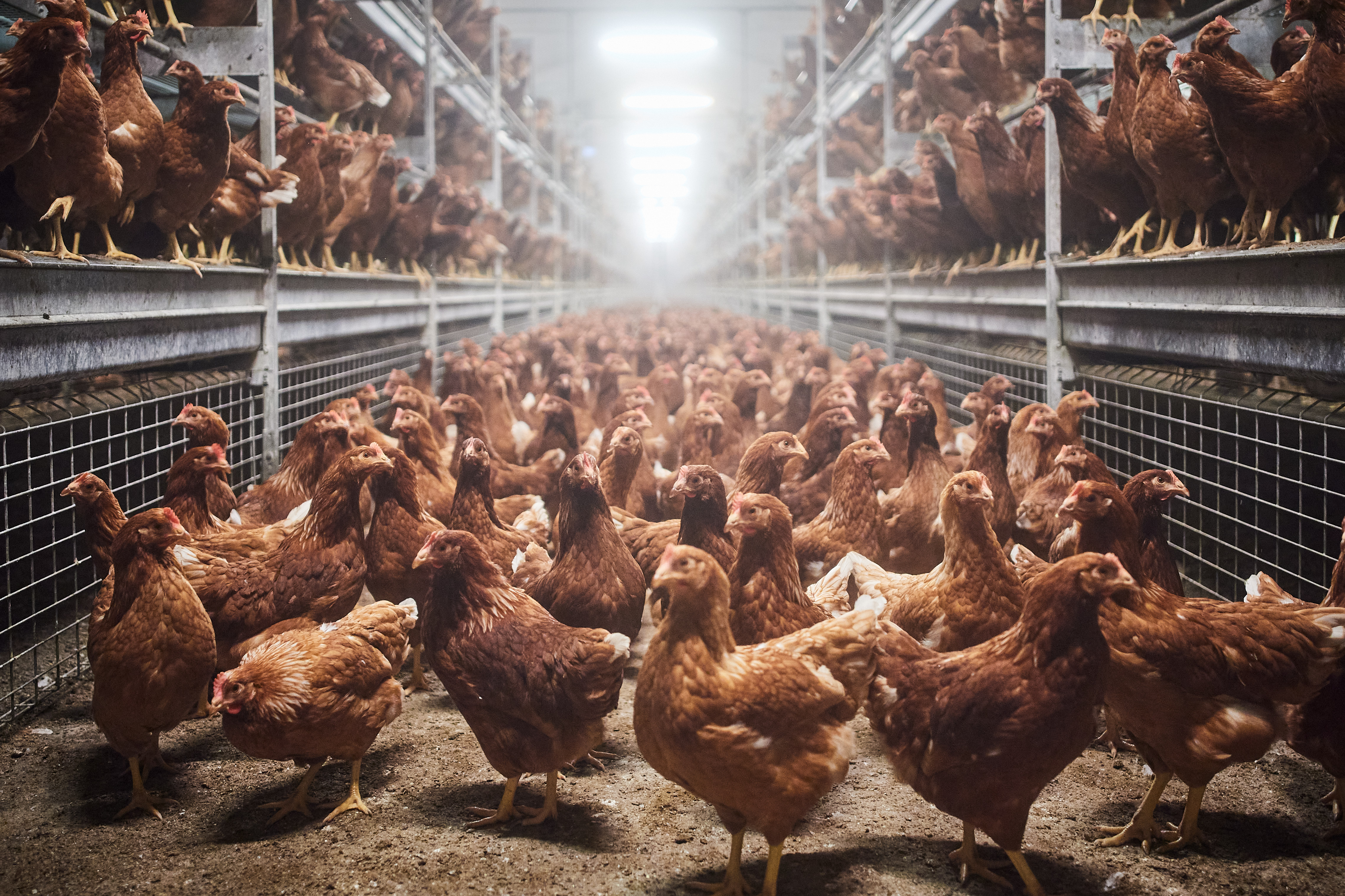 29.04.2025_Nieuwsbrief AN_bloedluizen