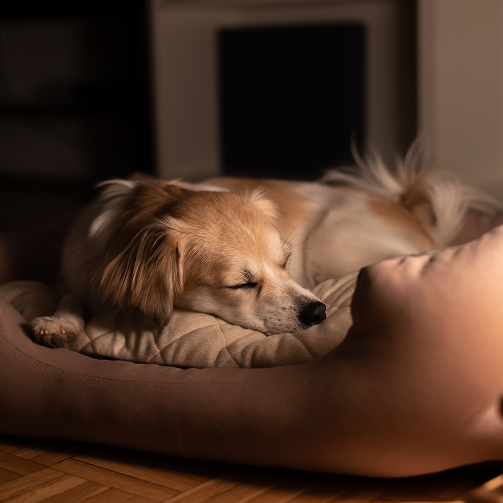 Hond die in zijn mandje ligt te slapen – Aveve