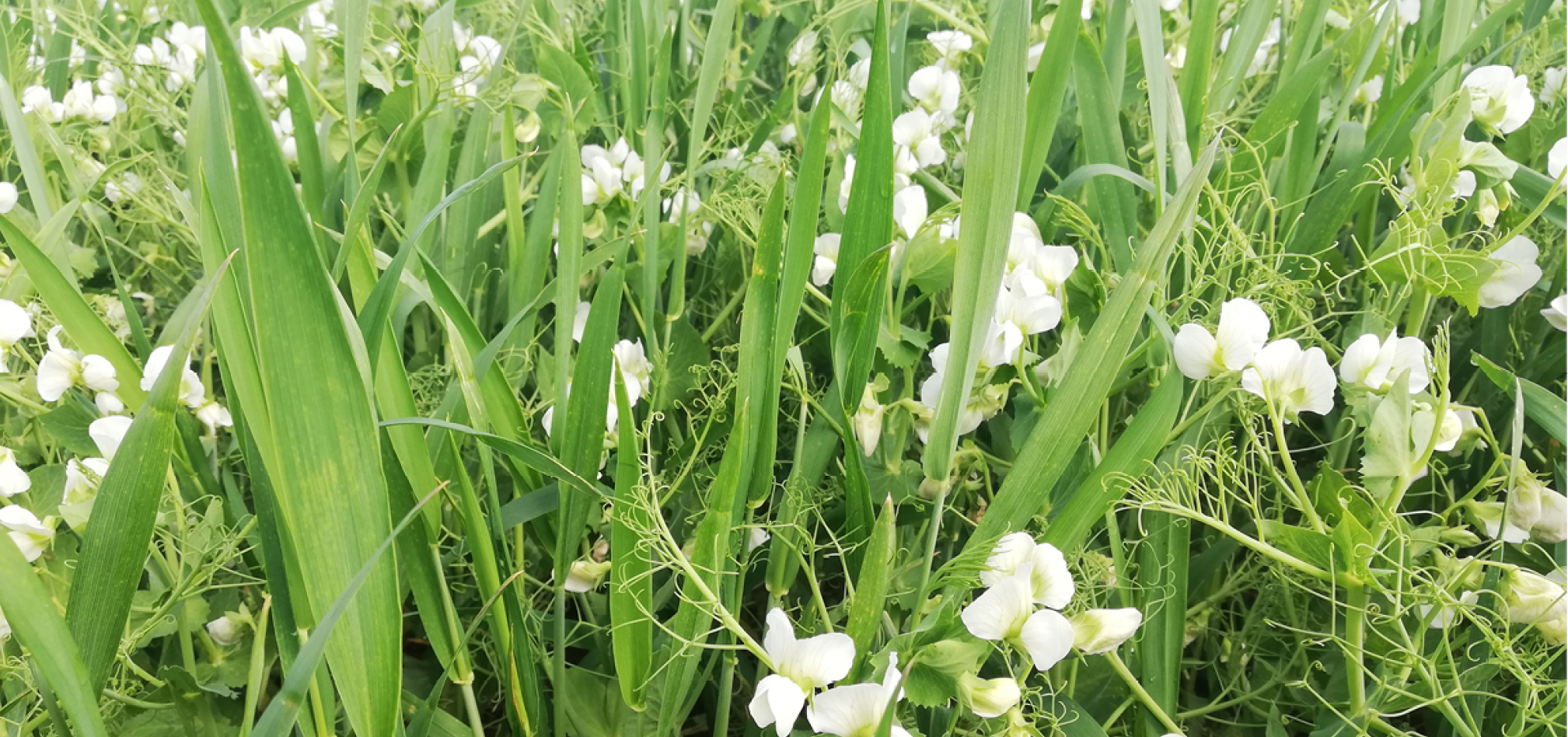 Ruwvoederteelten andere teelten 968x455px