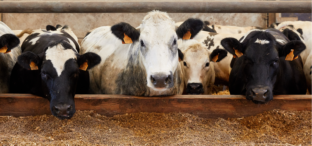 Vleesvee weerstand 968x455px