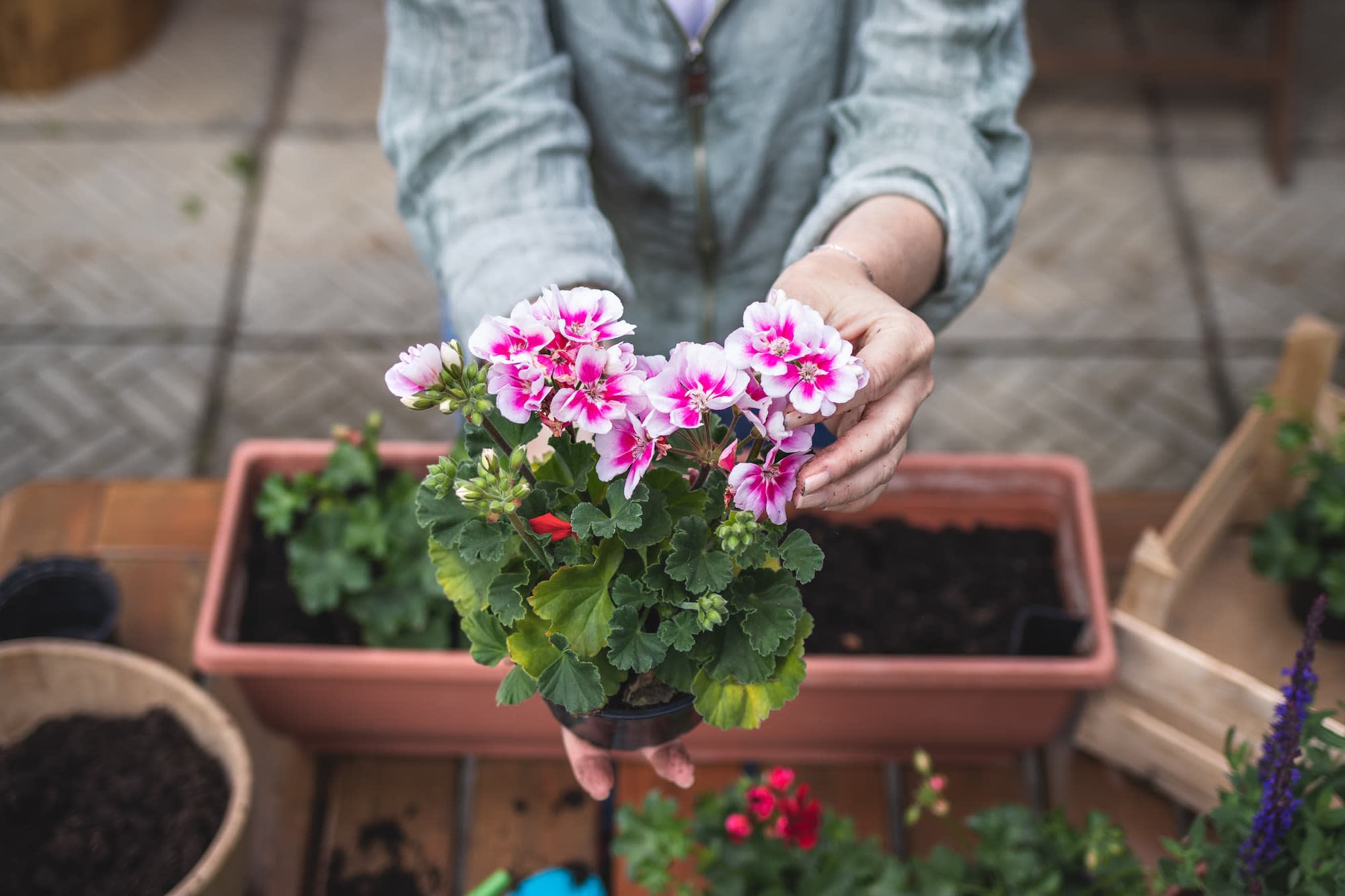 Plantes fleuries dans des jardinières – Aveve