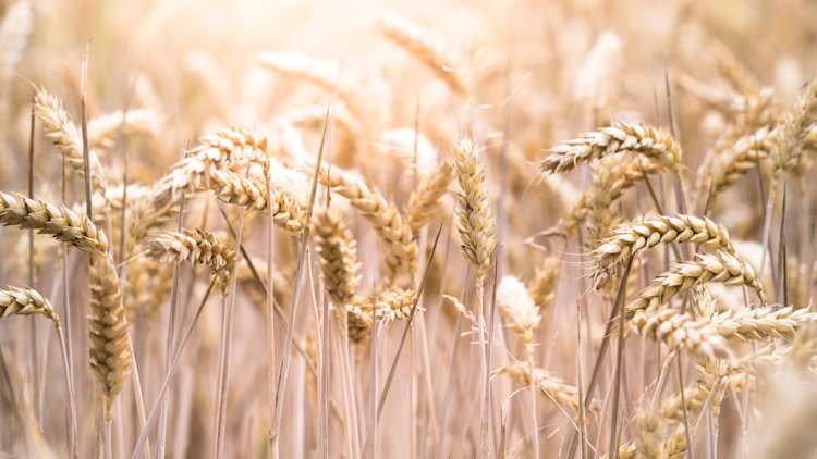 Home banner arieblok grain processing companies & animal nutrition