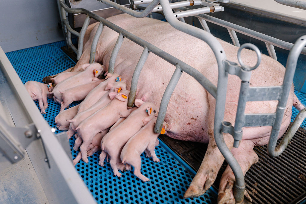 Tips voor een goede opname in de kraamstal