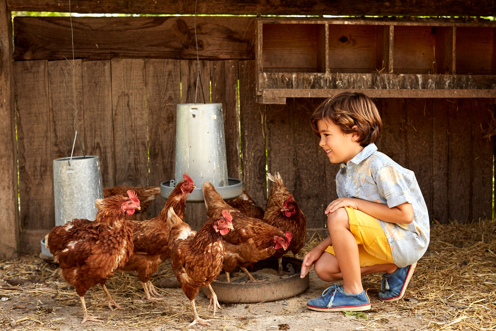Quels sont les aliments interdits et les aliments autorisés pour les poules  ? - Aveve