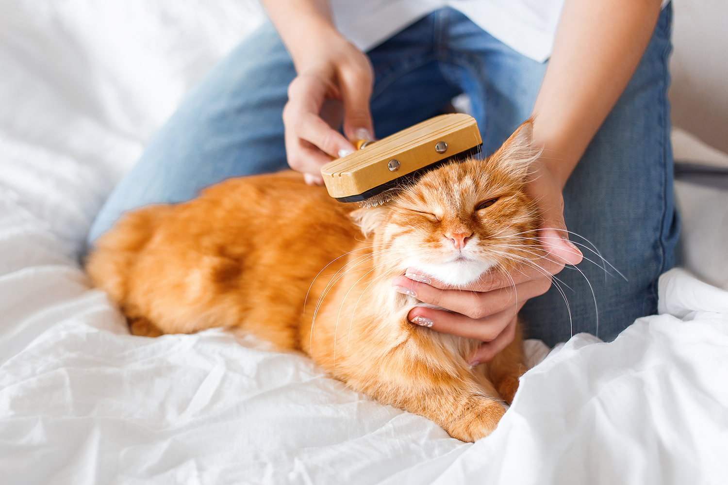 Brosser un chat – Aveve