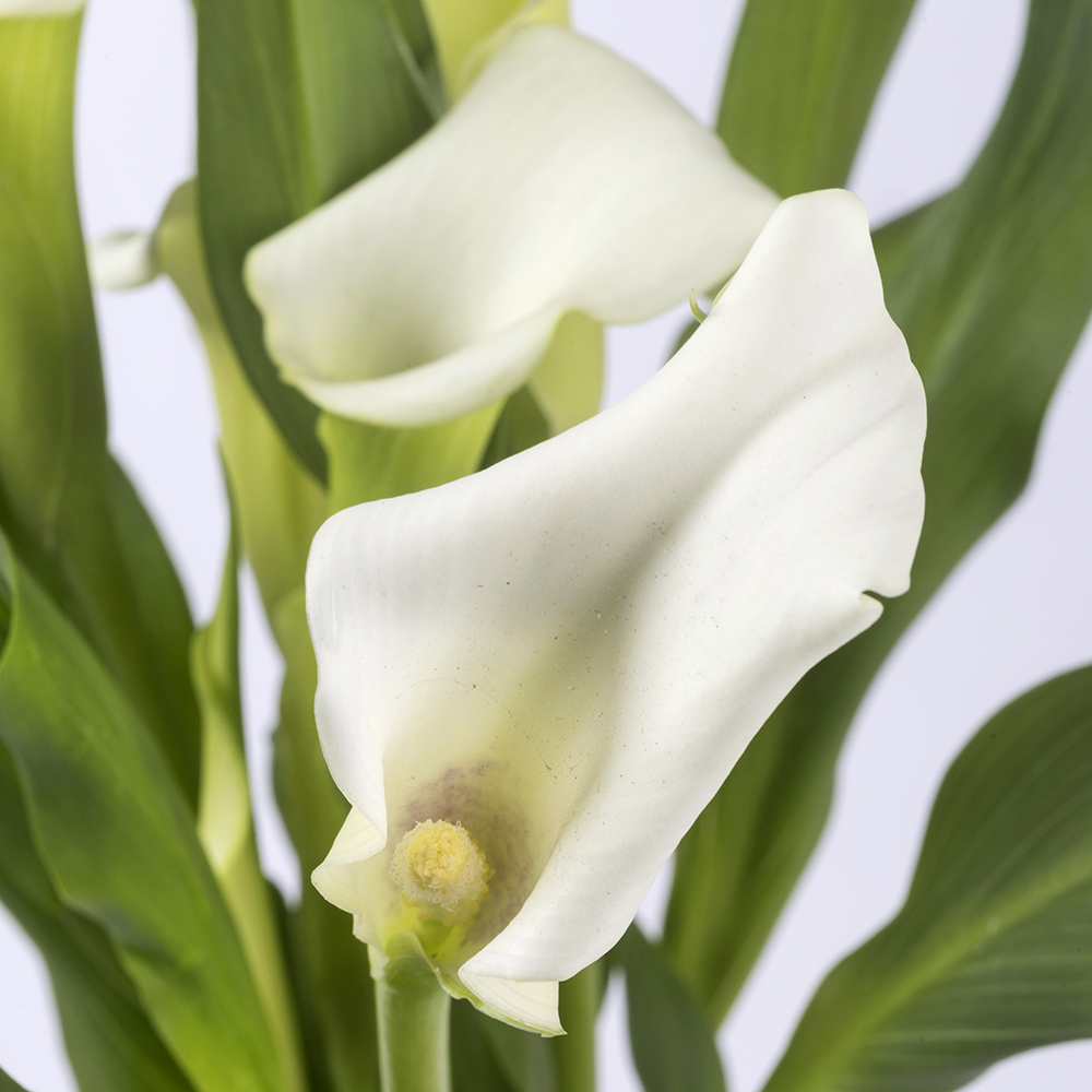 Afbeelding van een aronskelk met witte bloemen - Aveve