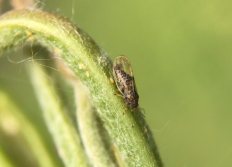 Movento in appel en peer