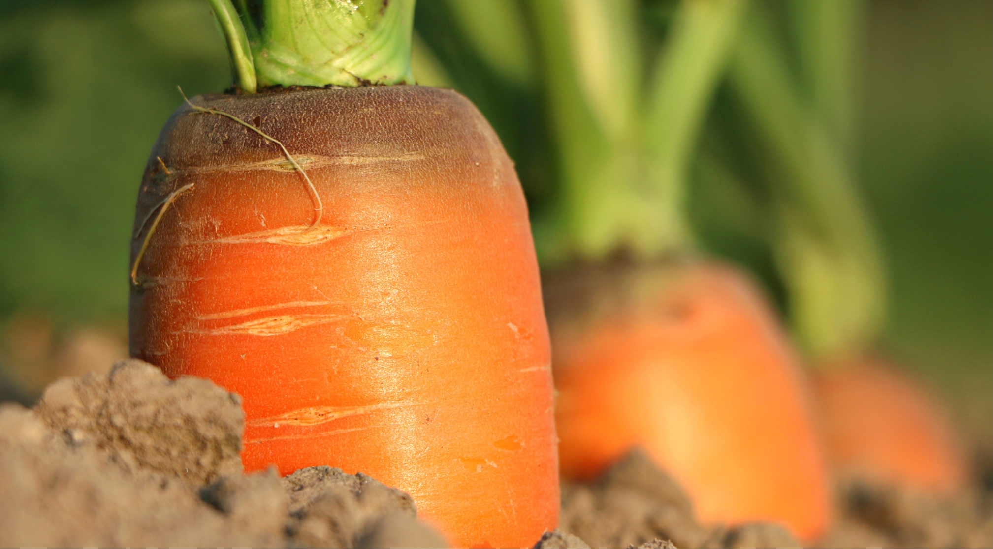 Sanac Wortelen 968x536px