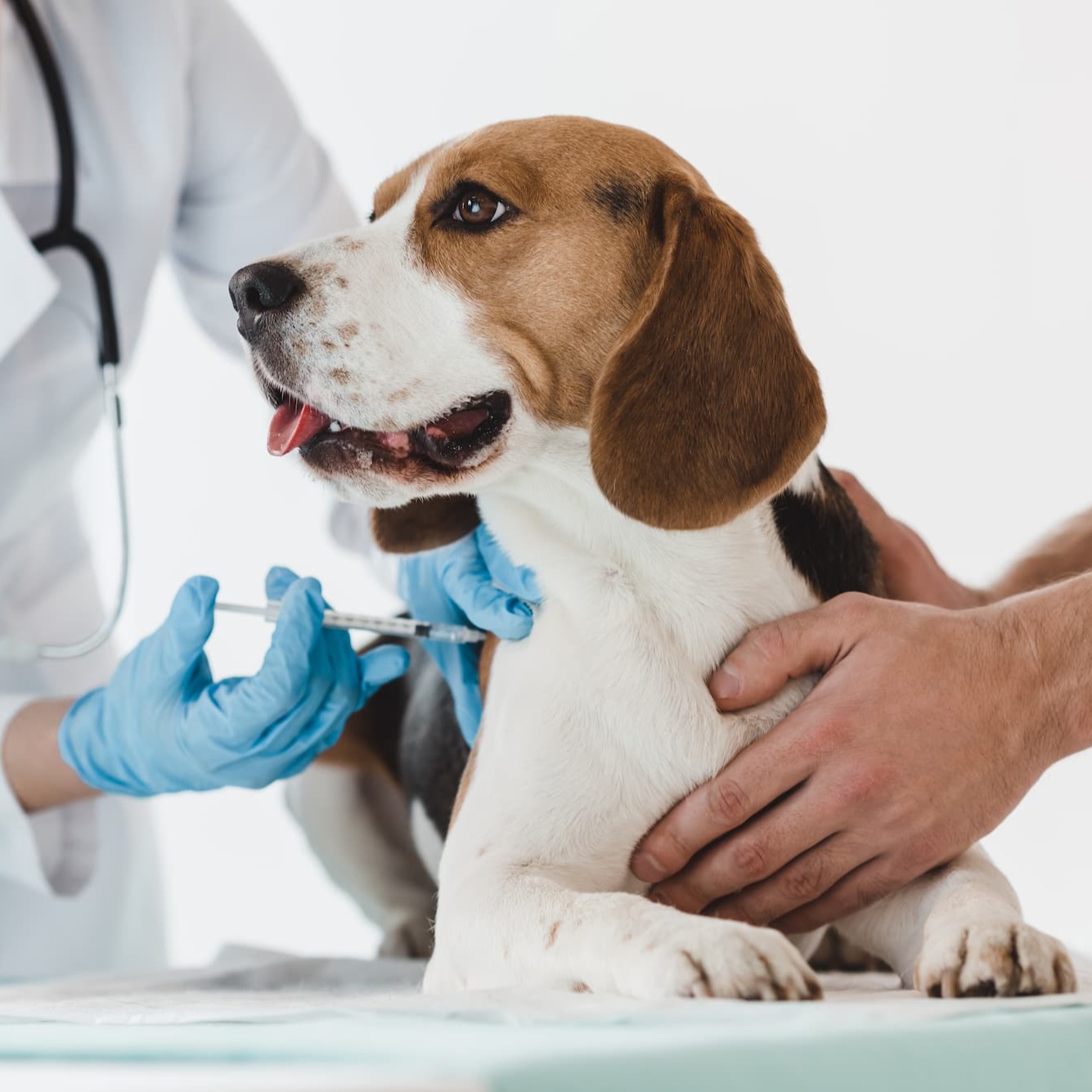 Hond krijgt insuline-injectie - Aveve
