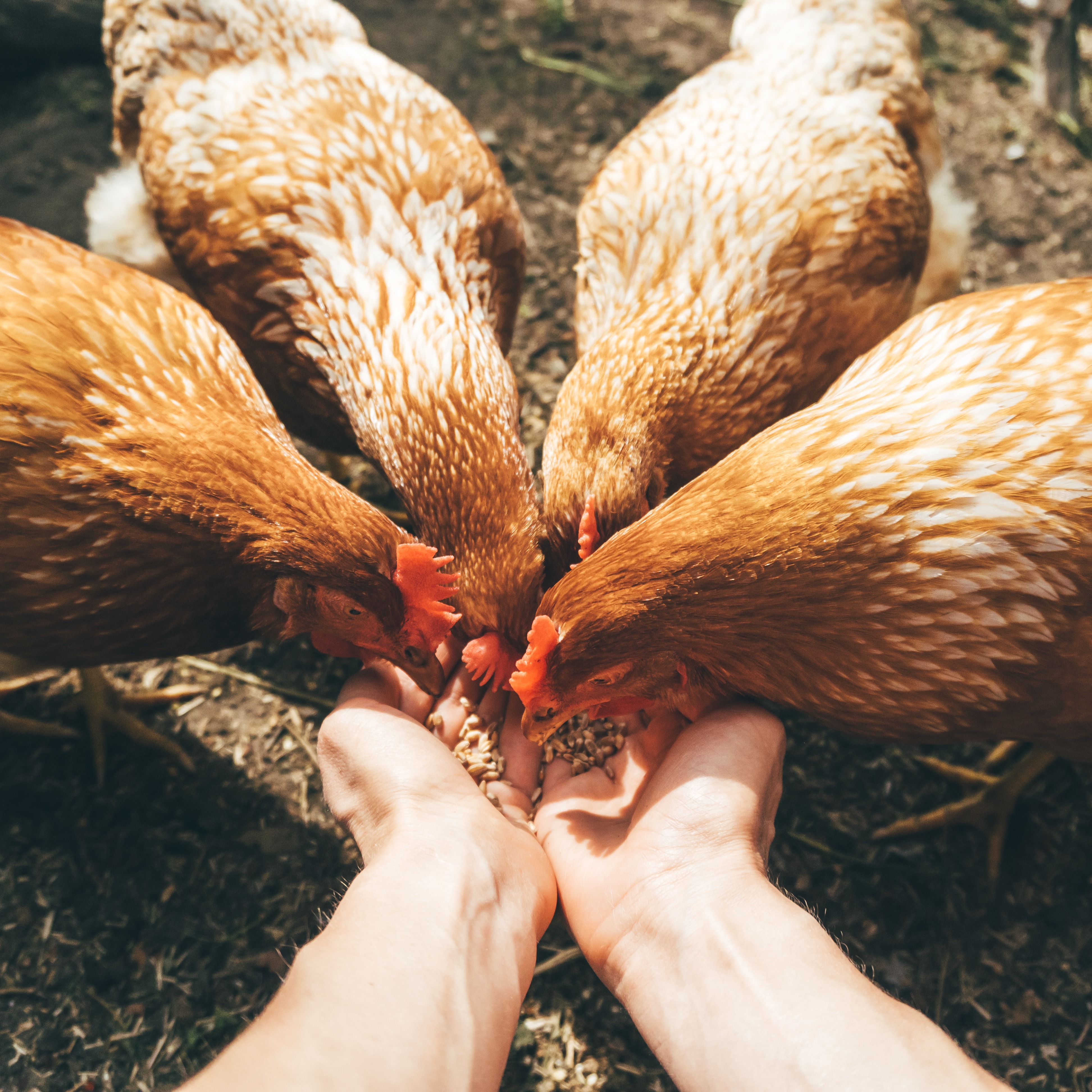 🐔 Bien nourrir ses poules pondeuses 