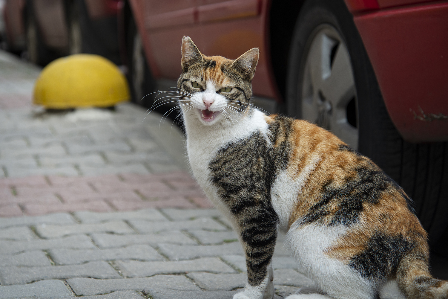 Agressieve kat - Aveve