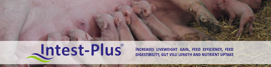 Intest-Plus ® takes the stress out of weaning
