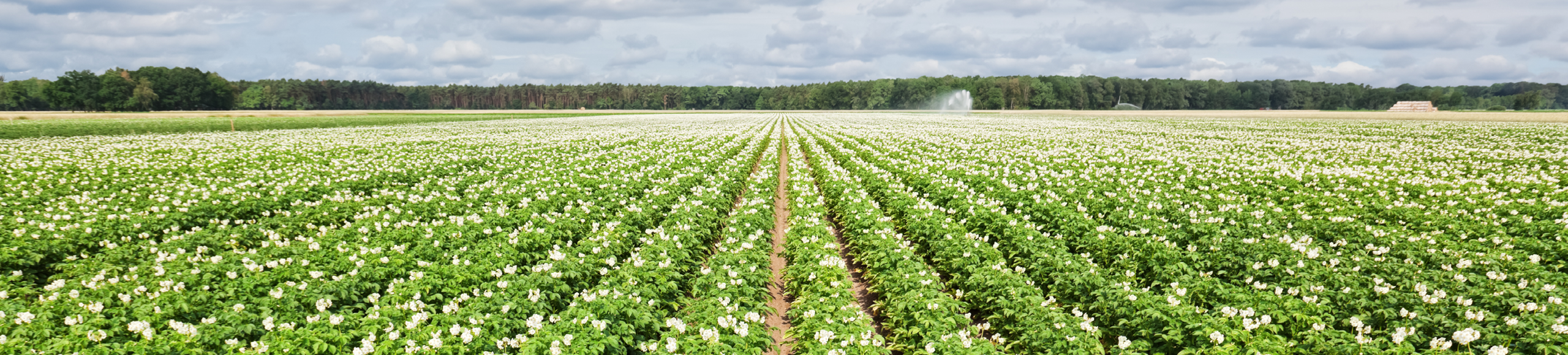 Actyvium Green banner 1920x435px
