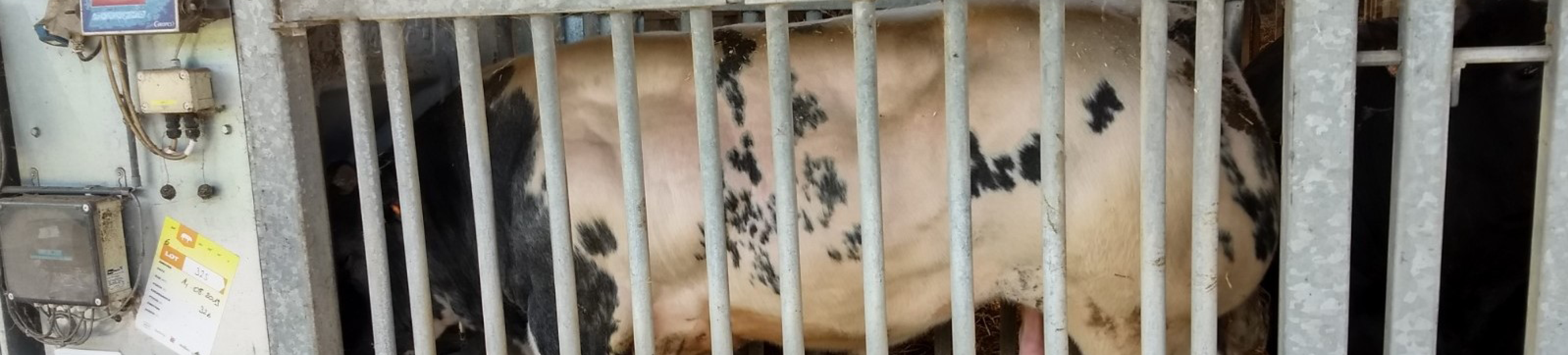 Euromix 40 1920x435px