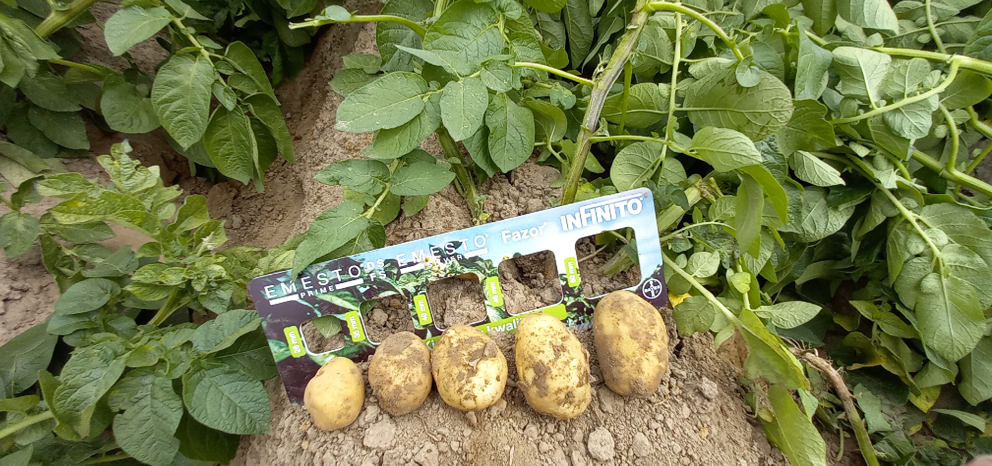 MH toepassen en coloradokever bestrijden in aardappelen 2