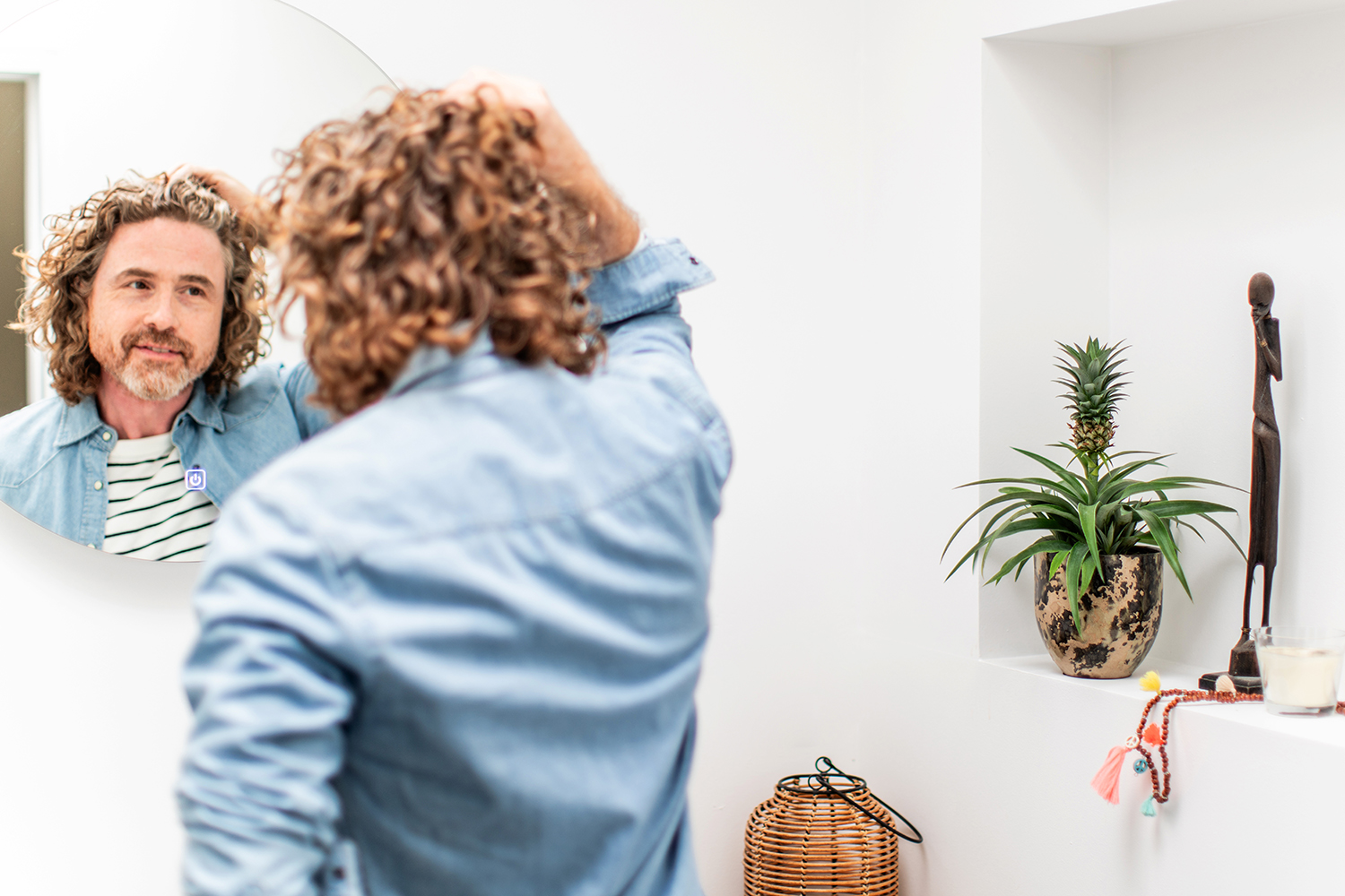 Ananasplant of bromelia - Aveve