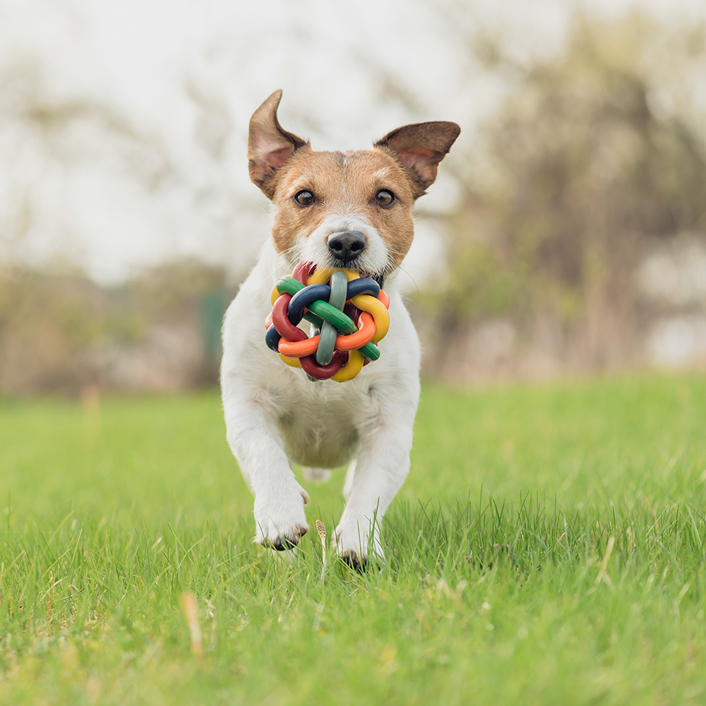 Frisgroen gazon met hond - Aveve