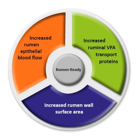 Figure 1: Butyrate stimulates rumen development