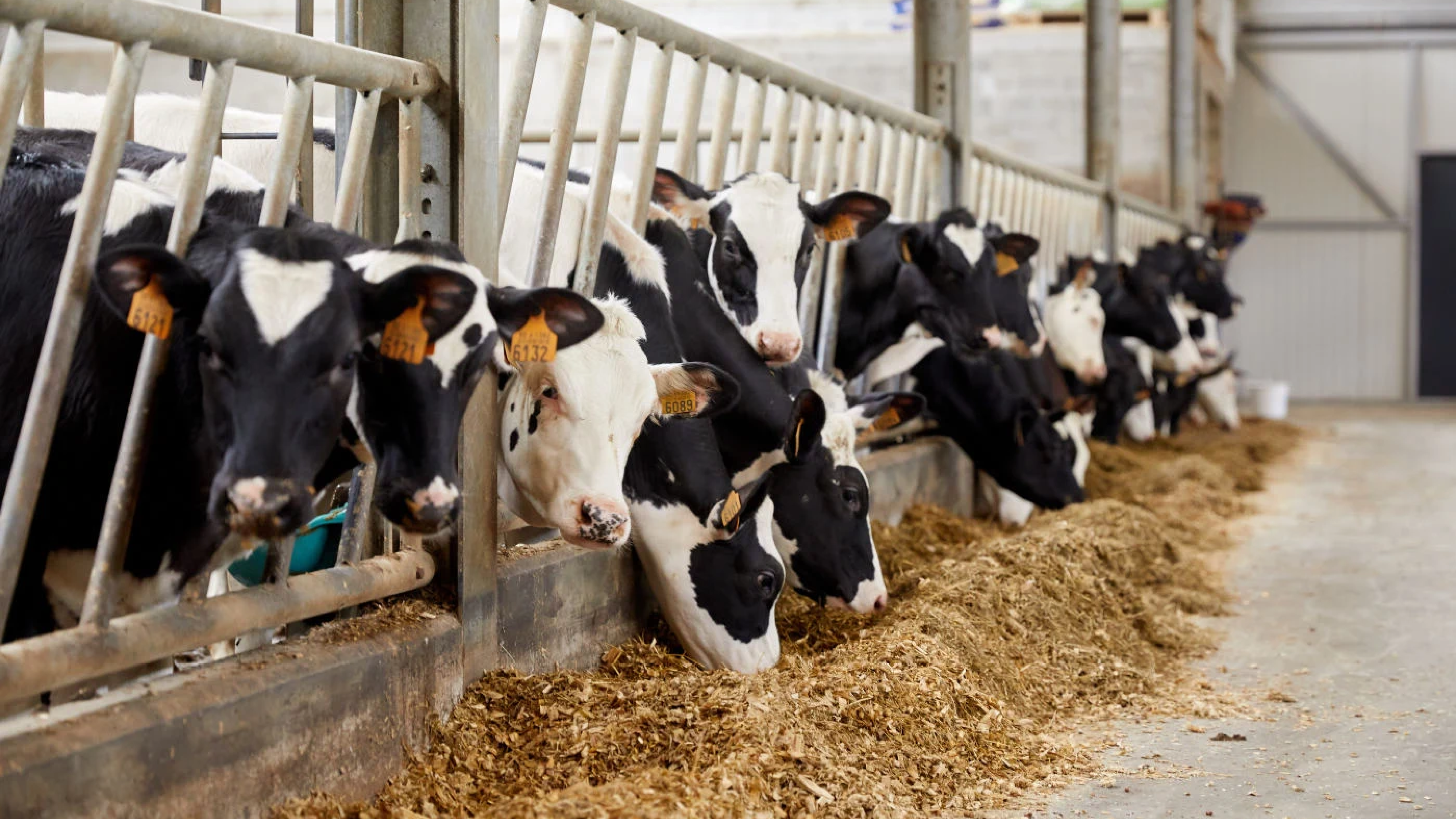 Jongvee banner 1280x720px